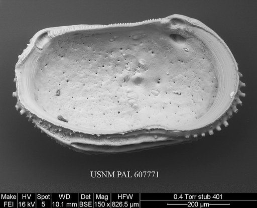 Pistocythereis bradyi (Ishizaki, 1968)
