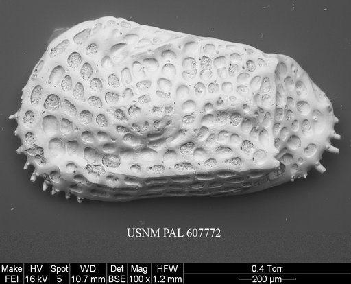 Philoneptunus gravezia (Hornibrook, 1952)