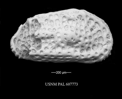 Philoneptunus gravezia (Hornibrook, 1952)