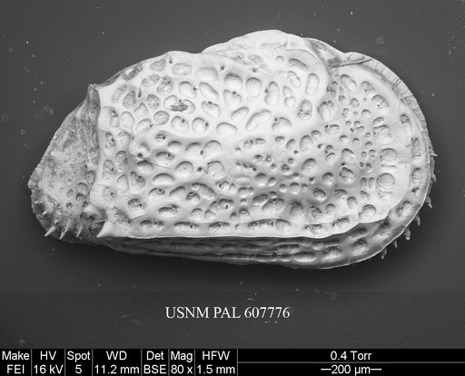 Philoneptunus cassidyi Ayress et al., 2004