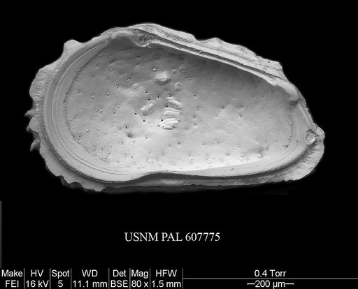 Philoneptunus cassidyi Ayress et al., 2004