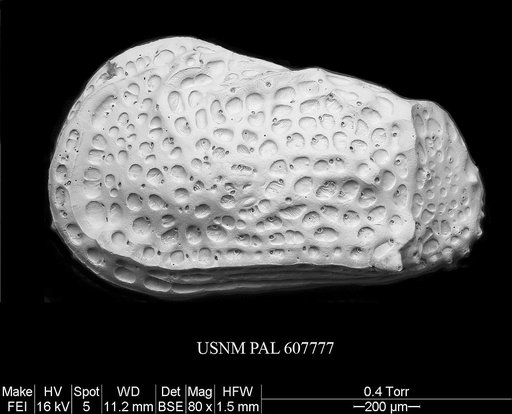 Philoneptunus cassidyi Ayress et al., 2004