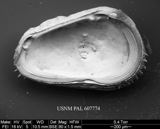 Philoneptunus cassidyi Ayress et al., 2004