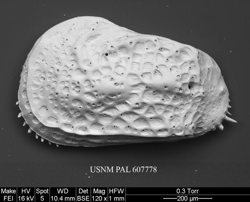 Philoneptunus paragravezia Whatley et al., 1992