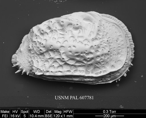 Philoneptunus paragravezia Whatley et al., 1992