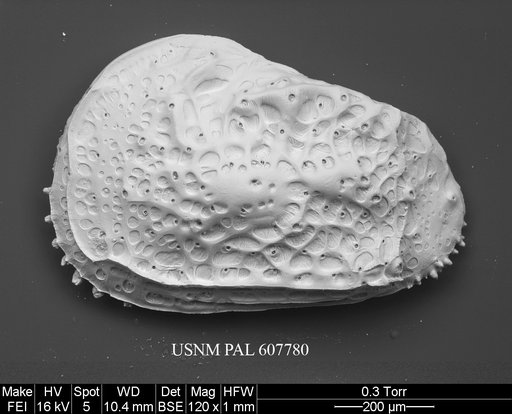 Philoneptunus paragravezia Whatley et al., 1992