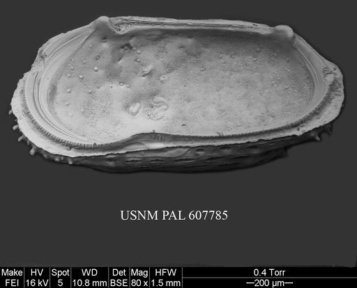 Philoneptunus sp. 1