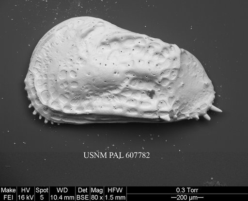 Philoneptunus paeminosus s.l. Whatley et al., 1992
