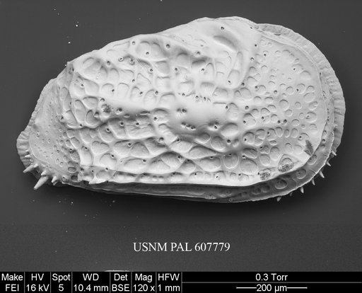 Philoneptunus paragravezia Whatley et al., 1992