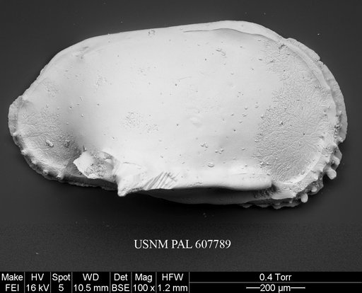 Pterygocythere sp. 1