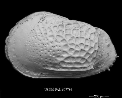 Philoneptunus gigas Jellinek & Swanson, 2003