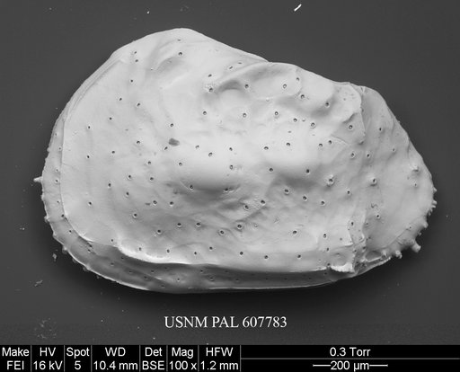 Philoneptunus paeminosus s.l. Whatley et al., 1992
