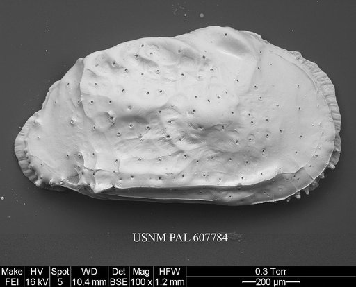 Philoneptunus paeminosus s.l. Whatley et al., 1992
