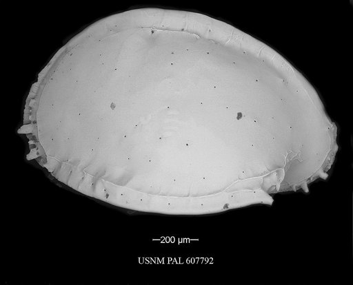 Pterygocythere nobilis (Jellinek et al., 2006)