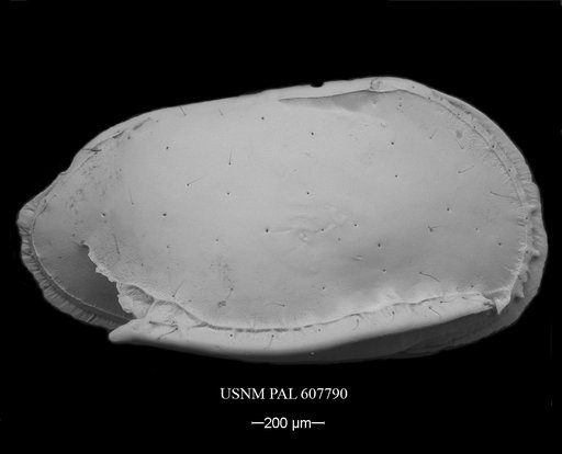 Pterygocythere nobilis (Jellinek et al., 2006)
