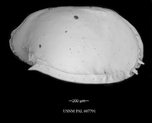 Pterygocythere nobilis (Jellinek et al., 2006)
