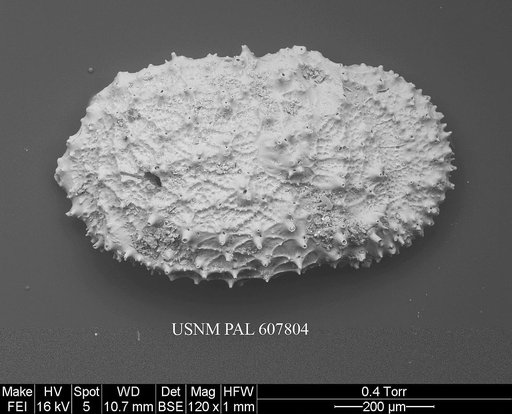 Taracythere conjunctispinosa Ayress, 1995