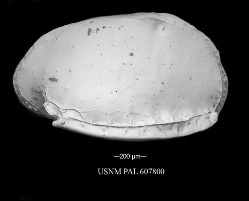 Pterygocythere nobilis (Jellinek et al., 2006)