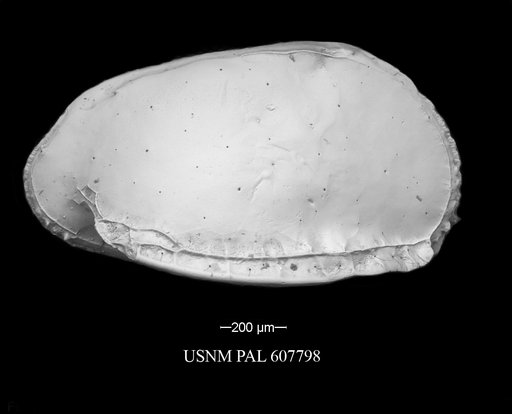 Pterygocythere nobilis (Jellinek et al., 2006)