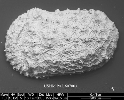 Taracythere conjunctispinosa Ayress, 1995