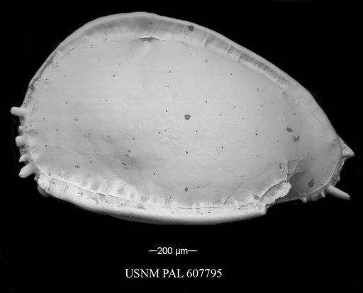 Pterygocythere nobilis (Jellinek et al., 2006)
