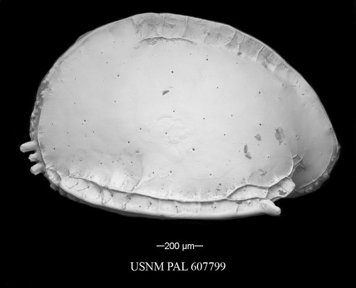 Pterygocythere nobilis (Jellinek et al., 2006)
