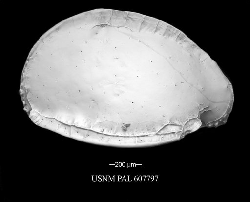 Pterygocythere nobilis (Jellinek et al., 2006)
