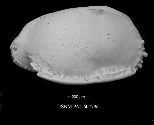 Pterygocythere nobilis (Jellinek et al., 2006)