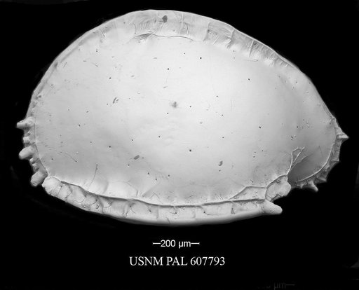 Pterygocythere nobilis (Jellinek et al., 2006)