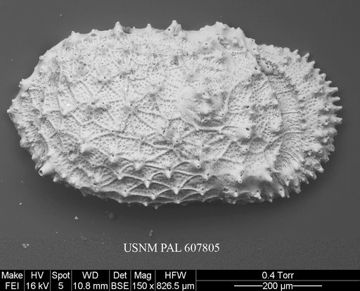 Taracythere conjunctispinosa Ayress, 1995