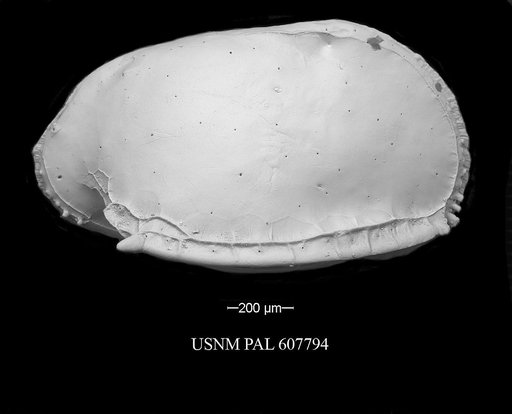 Pterygocythere nobilis (Jellinek et al., 2006)