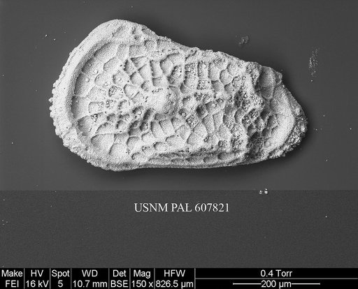 Trachyleberidea elegans Guernet, 1985