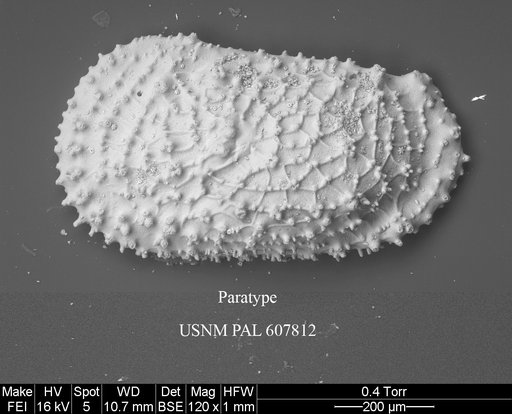 Taracythere thalassoformis Yasuhara et al., 2015
