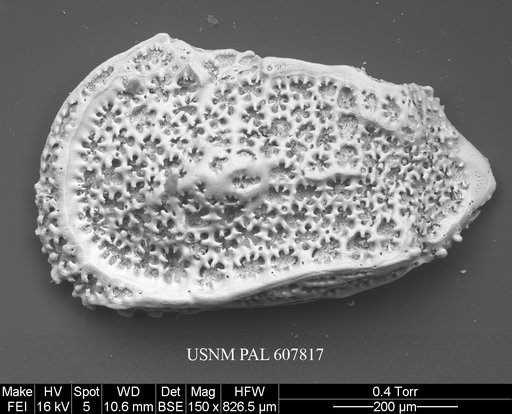 Trachyleberidea mammidentata (Van Den Bold, 1946)