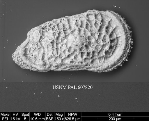 Trachyleberidea elegans Guernet, 1985