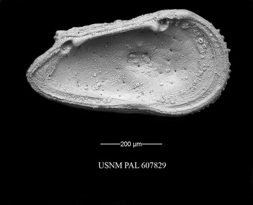 Trachyleberidea elegans Guernet, 1985