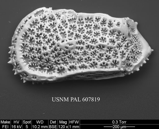Trachyleberidea mammidentata (Van Den Bold, 1946)
