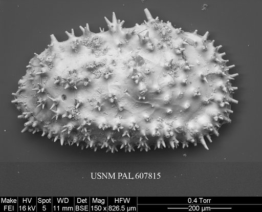 Taracythere sp. 2