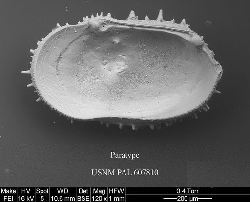 Taracythere ayressoabyssora Yasuhara et al., 2015