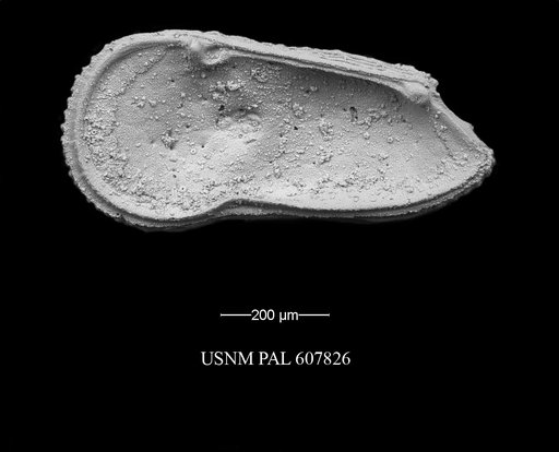 Trachyleberidea elegans Guernet, 1985