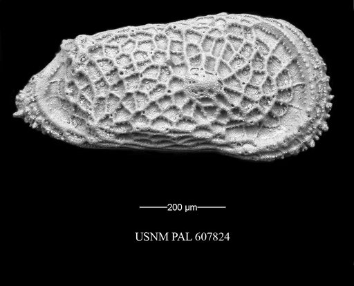 Trachyleberidea elegans Guernet, 1985