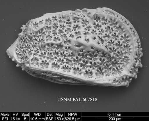 Trachyleberidea mammidentata (Van Den Bold, 1946)