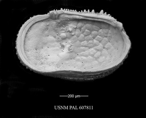 Taracythere abyssora Ayress et al., 2004
