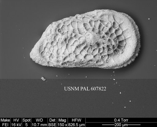 Trachyleberidea elegans Guernet, 1985