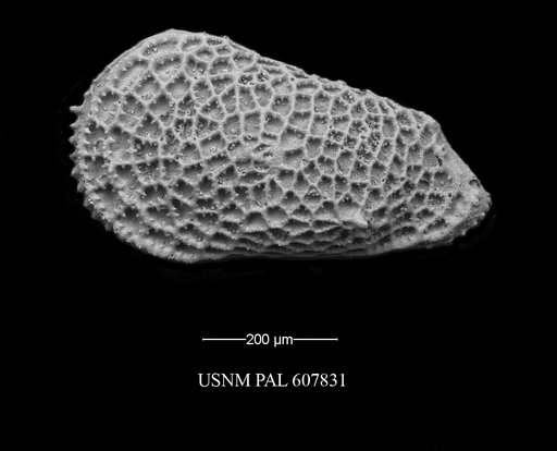 Trachyleberidea elegans Guernet, 1985