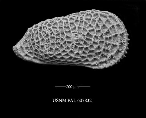 Trachyleberidea elegans Guernet, 1985