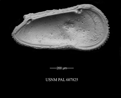Trachyleberidea elegans Guernet, 1985