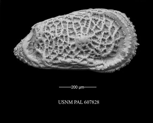 Trachyleberidea elegans Guernet, 1985