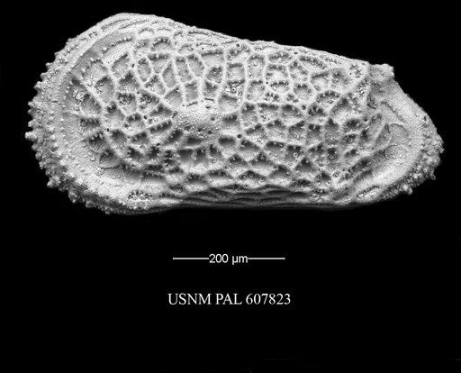 Trachyleberidea elegans Guernet, 1985