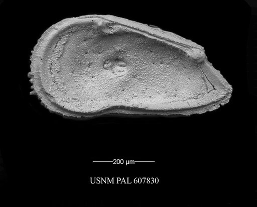 Trachyleberidea elegans Guernet, 1985
